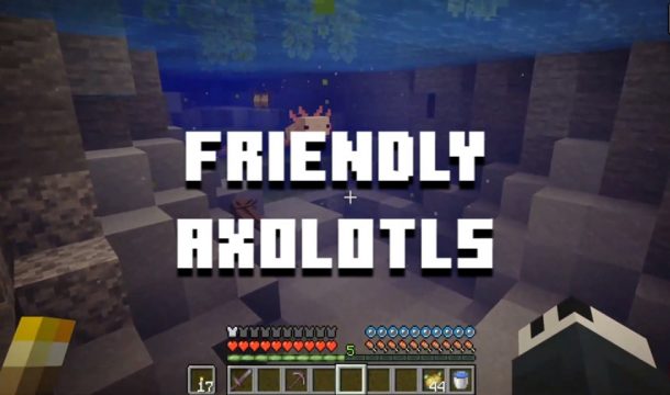 friendly axolotls