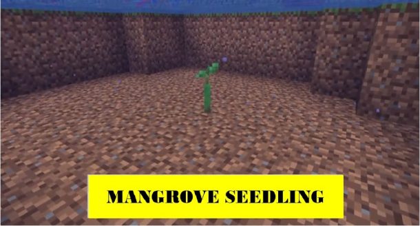 Mangrove seedling